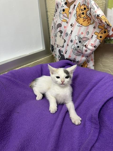Zoey Image