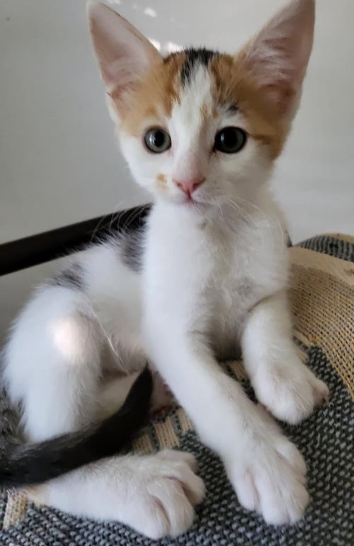 BETTY LOU - Calico available for adoption