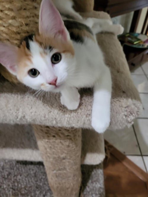 BETTY LOU - Calico available for adoption