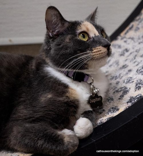 JUPITER - Dilute Calico available for adoption