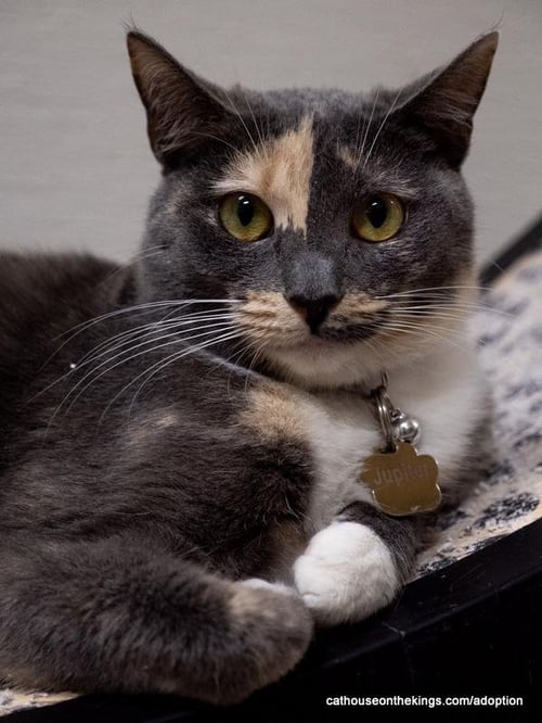 JUPITER - Dilute Calico available for adoption