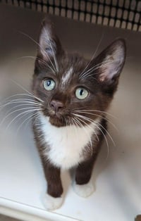 Kitten 27932 (Hershey) - Photo 1