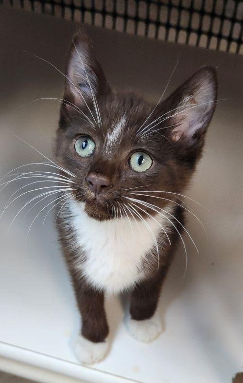 KITTEN 27932 (HERSHEY) - Burmese / Havana for adoption in Visalia