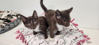 Kitten 27932 (Hershey) - Photo 2