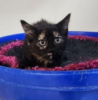Kitten 27772 (Valley) - Photo 1