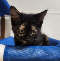 Kitten 27772 (Valley) - Photo 2