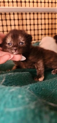 Kitten 27772 (Valley) - Photo 3