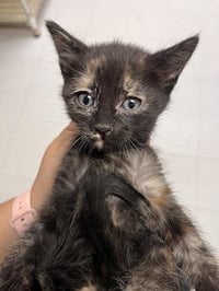 Kitten 27772 (Valley) - Photo 4