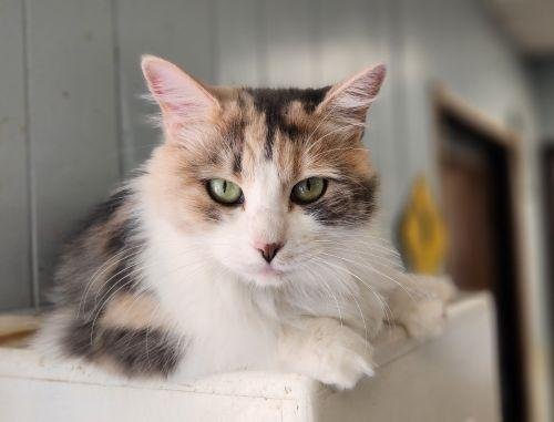 Cat 27808 (Delilah) Image