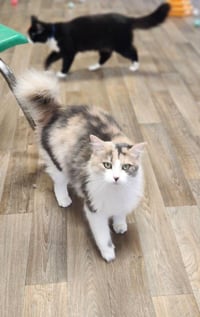 Cat 27808 (Delilah) - Photo 2