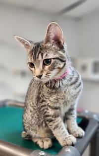 Kitten 27997 (Jaime) - Photo 4