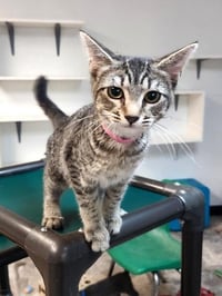 Kitten 27997 (Jaime) - Photo 3