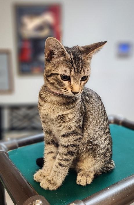 KITTEN 27997 (JAIME) - Tabby available for adoption