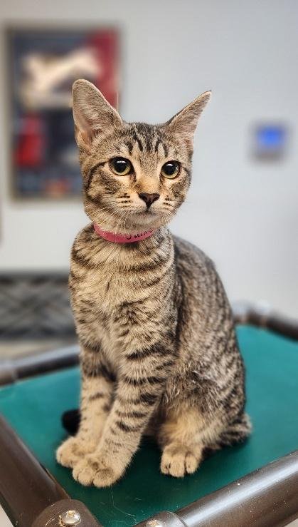 KITTEN 27997 (JAIME) - Tabby available for adoption