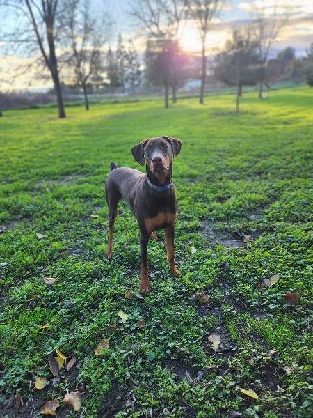 RAMBO - Doberman Pinscher available for adoption