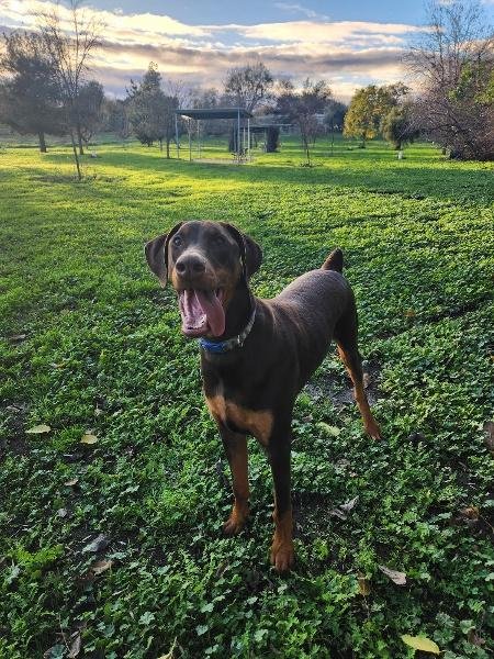 RAMBO - Doberman Pinscher available for adoption