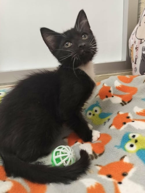 PHOENIX - Tuxedo available for adoption