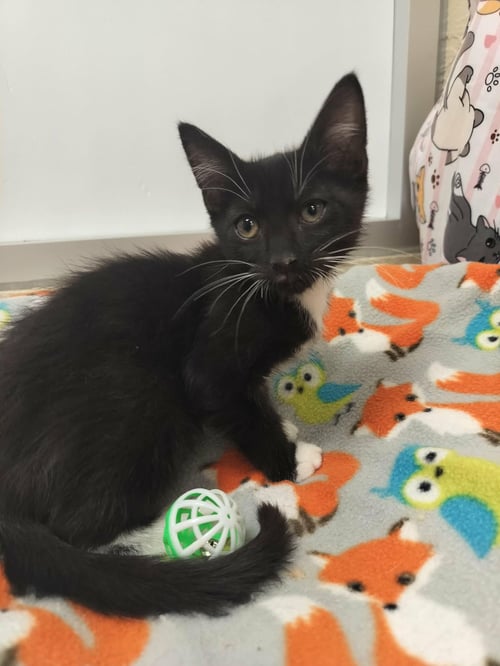 PHOENIX - Tuxedo available for adoption