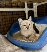 Kitten 28233 (Lavender) - Photo 3