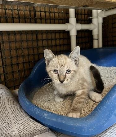 KITTEN 28233 (LAVENDER) - Siamese available for adoption