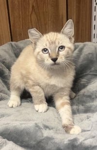Kitten 28233 (Lavender) - Photo 1