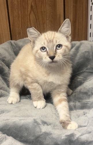 KITTEN 28233 (LAVENDER) - Siamese available for adoption