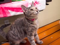 Hazel - Photo 4