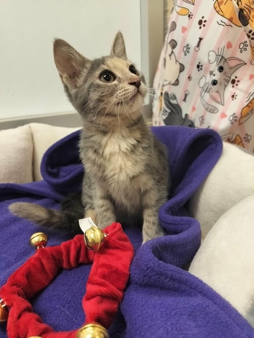 HAZEL - Tortoiseshell available for adoption