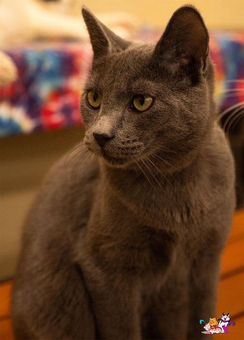 GUCCI - Russian Blue available for adoption