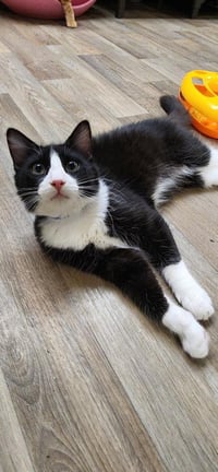 Kitten 27889 (Sylvester) - Photo 1