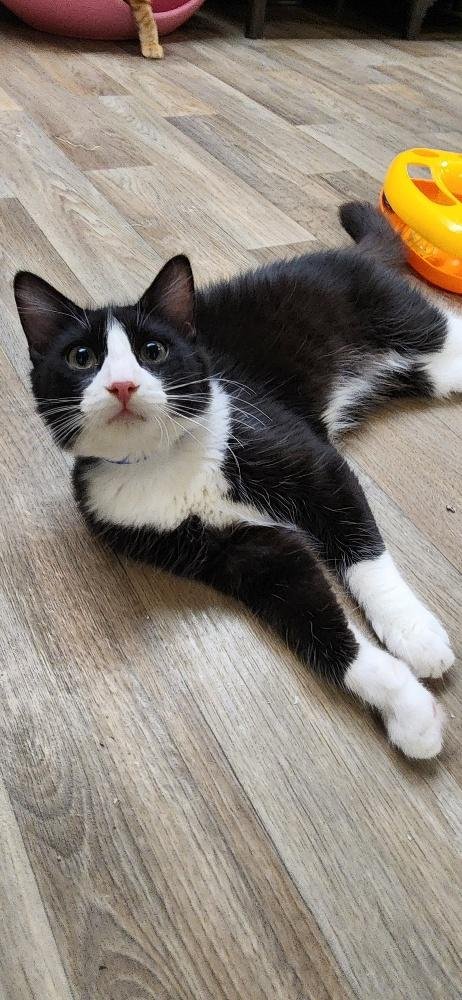 KITTEN 27889 (SYLVESTER) - Maine Coon available for adoption