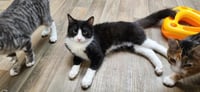 Kitten 27889 (Sylvester) - Photo 2
