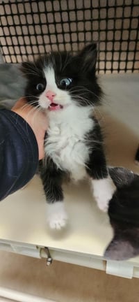 Kitten 27889 (Sylvester) - Photo 3