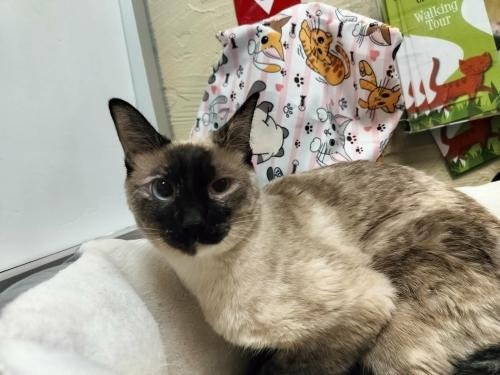 DAISY - Siamese available for adoption
