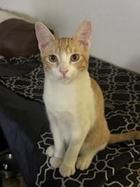 Louie - Photo 2