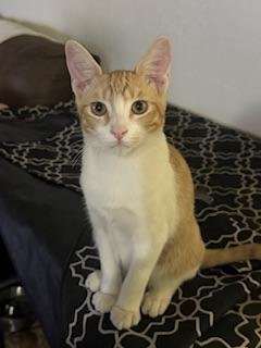 LOUIE - Domestic Short Hair available for adoption