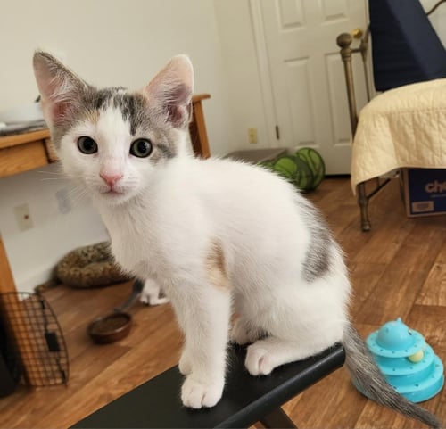 PARSLEY - Dilute Calico available for adoption
