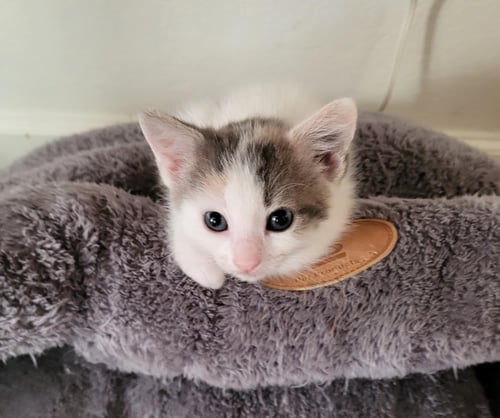 PARSLEY - Dilute Calico available for adoption