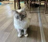 Cat 28017 (Duchess) - Photo 1