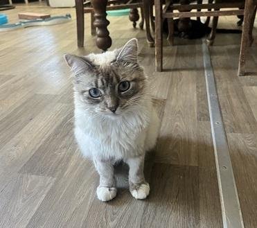 CAT 28017 (DUCHESS) - Ragdoll available for adoption
