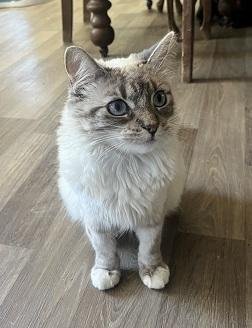 CAT 28017 (DUCHESS) - Ragdoll available for adoption