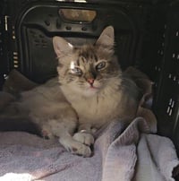 Cat 28017 (Duchess) - Photo 3