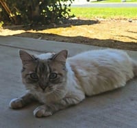 Cat 28017 (Duchess) - Photo 4