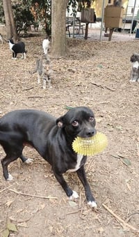 Little Black Dog - Photo 2