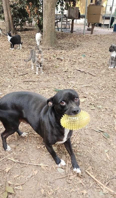 LITTLE BLACK DOG - Terrier available for adoption