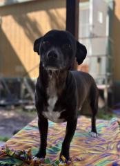Little Black Dog - Photo 4