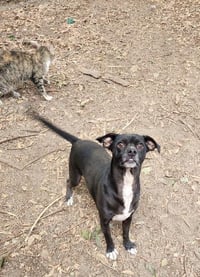 Little Black Dog - Photo 3