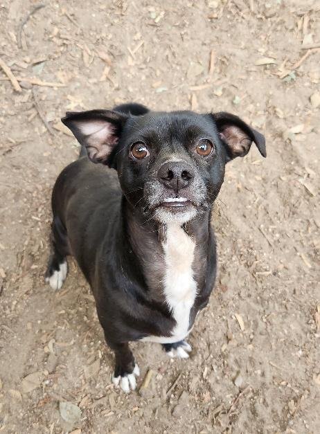 LITTLE BLACK DOG - Terrier available for adoption