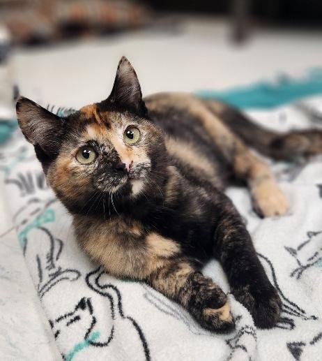 KITTEN 28219 (STELLA)