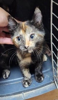 Kitten 28219 (Stella) - Photo 3